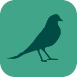 Wildwood: Follow the Crows app icon